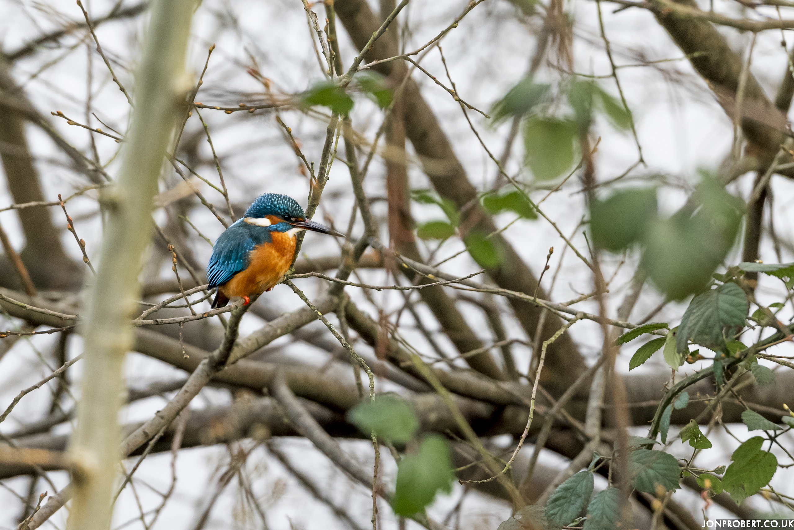 Managed to snap this cheeky Kingfisher!